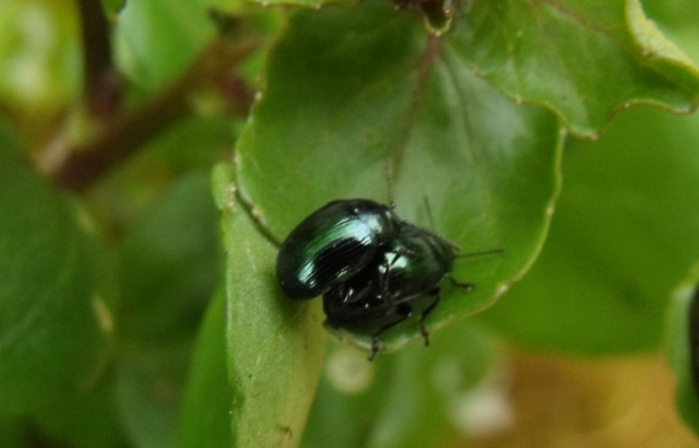Altri coleotterini da ID: Phaedon cochleariae